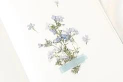 Moss Phlox Pressed Flower Sticker