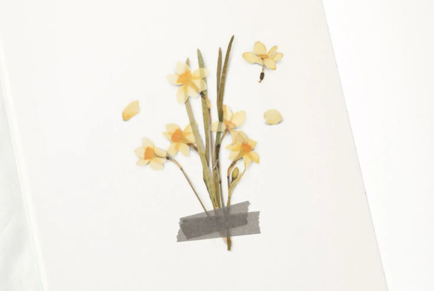 Narcissus Pressed Flower Sticker
