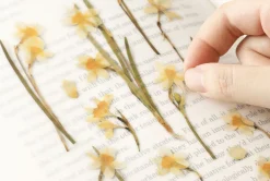 Narcissus Pressed Flower Sticker
