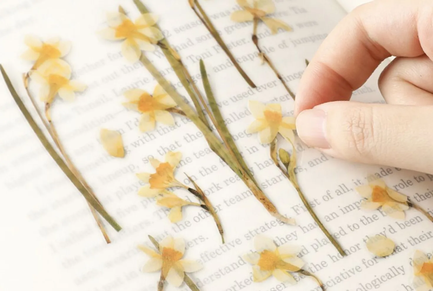 Narcissus Pressed Flower Sticker
