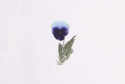 Pansy Pressed Flower Sticker