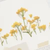 Rapeseed Pressed Flower Sticker