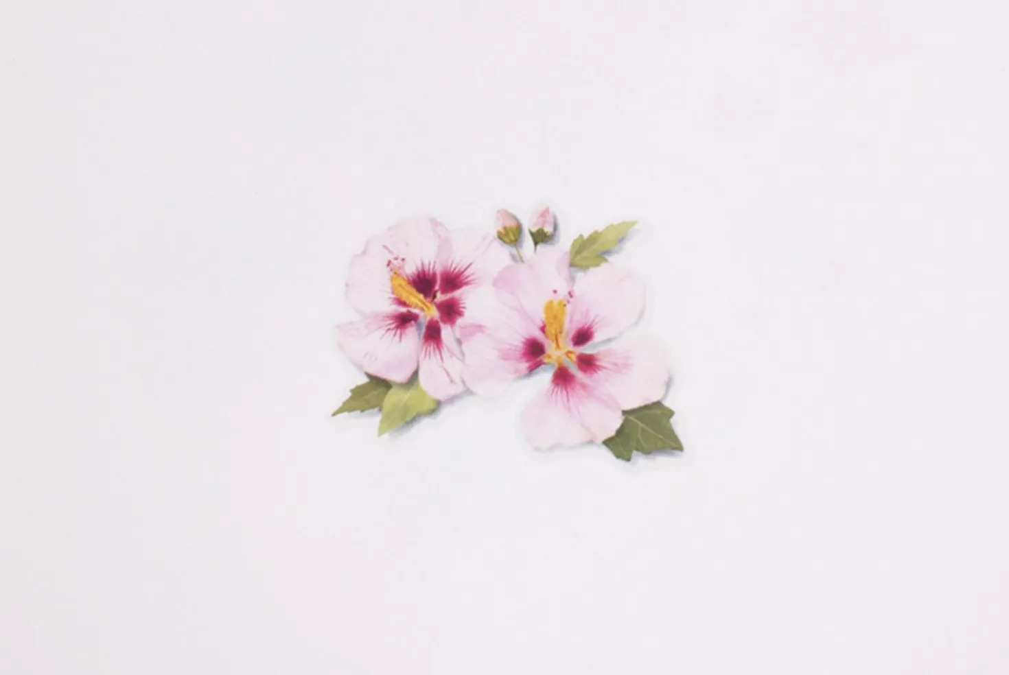 Rose of Sharon Pressed Flower Sticker