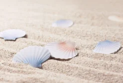 Scallop Sticky Note