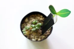 Slim Bookmark Pen