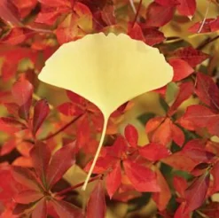 Small Ginkgo Leaf Sticky Note