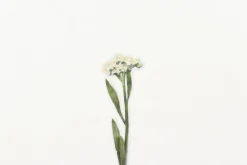 Sweet Alyssum Pressed Flower Sticker