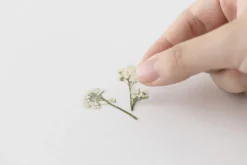 Sweet Alyssum Pressed Flower Sticker