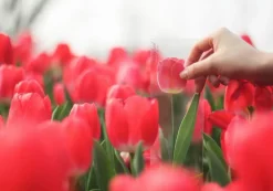 Tulip Sticky Note