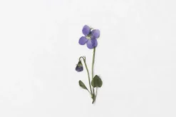Violet Pressed Flower Sticker