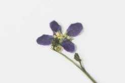 Violet Pressed Flower Sticker