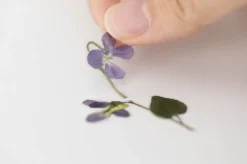 Violet Pressed Flower Sticker